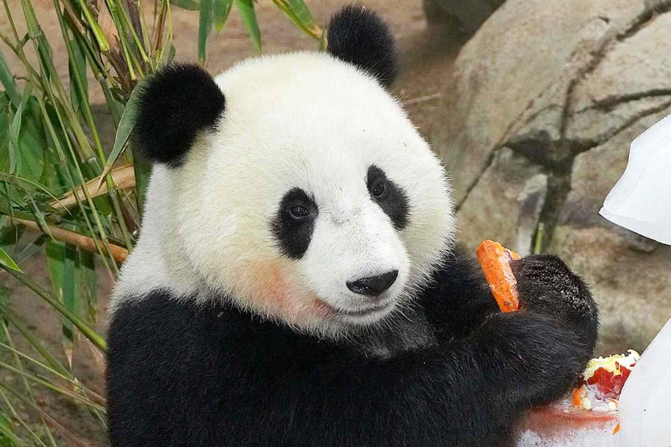 <p>Y Galindo/Zooilogical Society of San Diego via Getty</p> A giant panda cub at the San Diego Zoo