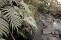 Plants and rocks are covered in ash after Mt Tongariro erupted for the first time in over 100 years on August 7, 2012 in Tongariro National Park, New Zealand. Mt Tongariro erupted intermittently from 1855 to 1897. Although not an immediate threat to the community, the latest eruption may be the beginning of weeks, months or even years of volcanic activity. (Photo by Hagen Hopkins/Getty Images)