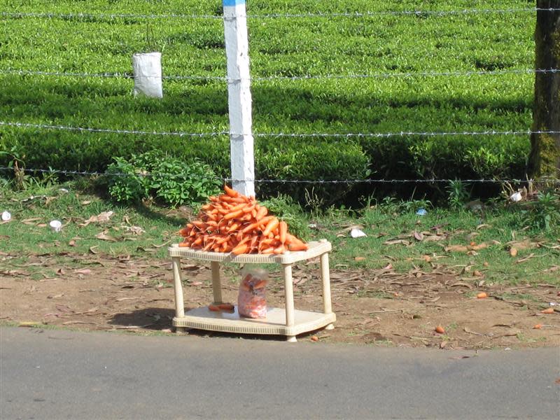 Fresh carrots being sold