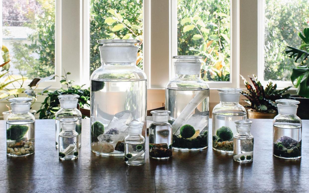 Marimo balls on display at Pistils Nursery in Portland, Oregon - Pistils Nursery