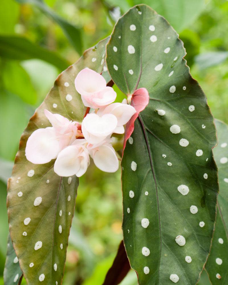 Polka dot Begonia