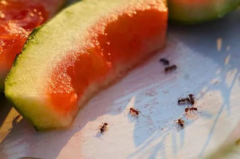 Picture of ants at a picnic