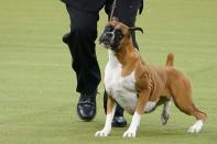 2020 Westminster Kennel Club Dog Show at Madison Square Garden in New York City