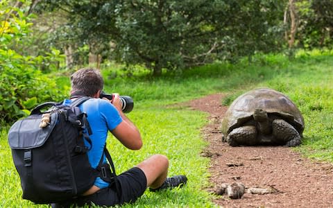 Giant tortoise, Galapagos - Credit: This content is subject to copyright./Westend61