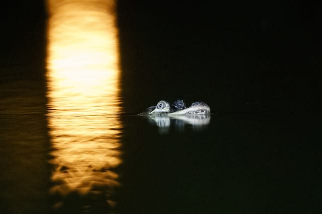 An alligator floats in the Humboldt Park Lagoon in Chicago