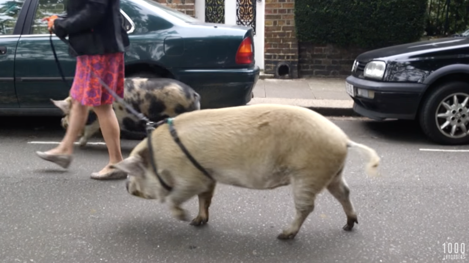 A woman is walking her two pigs on the street