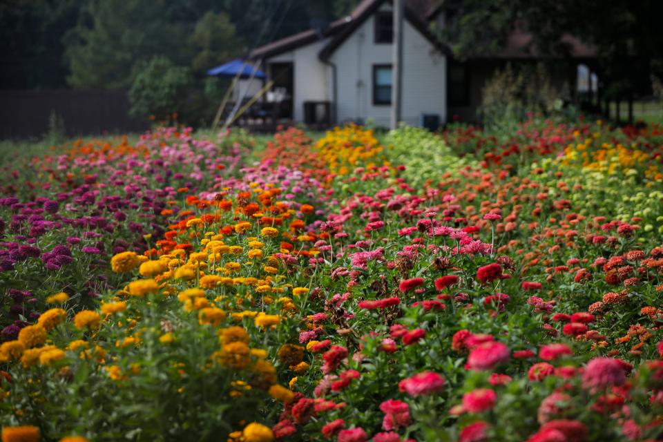 Flowers at Fassnight Creek Farm on Friday, Aug. 4, 2023.