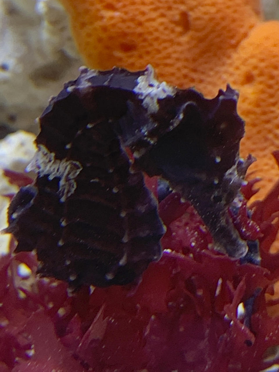 Louie, a black and silver seahorse, swims in Carol Benge's home aquarium, Monday, Nov. 16, 2020 in Chiefland, Fla. In September, Benge noticed that the seahorse was having trouble swimming. She took him to the University of Florida veterinary school where they diagnosed the problem. He was put in a hyperbaric chamber, and with one treatment, Louie was cured. (Carol Benge via AP)