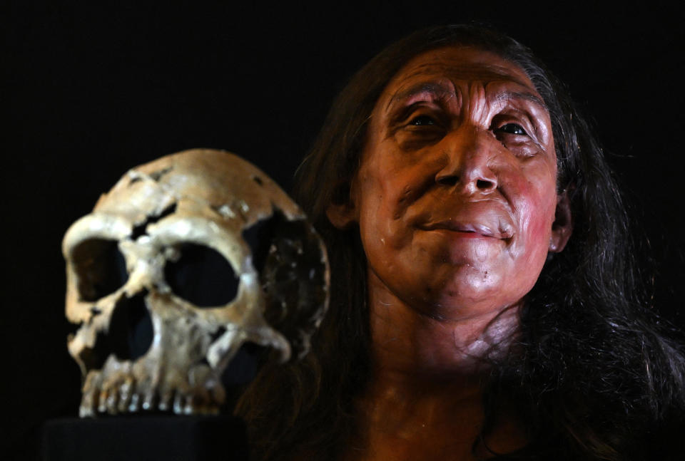 A picture shows the rebuilt skull and a physical reconstruction of the face and head, of a 75,000-year-old Neanderthal woman, named Shanidar Z, after the cave in Iraqi Kurdistan where her skull was found in 2018, at the University of Cambridge, eastern England, on April 25, 2024.  / Credit: JUSTIN TALLIS/AFP via Getty Images