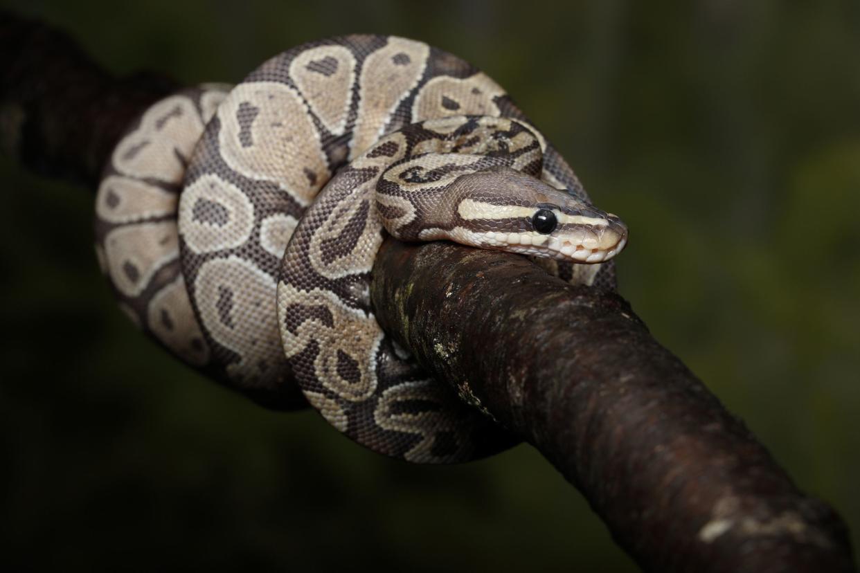 Ball Python climbing on a branch - Captive
