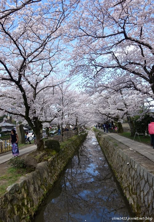 ▌京都。賞櫻▌必訪!浪漫指數破表♥哲學之道♥小橋流水。雪櫻滿開的河道美景