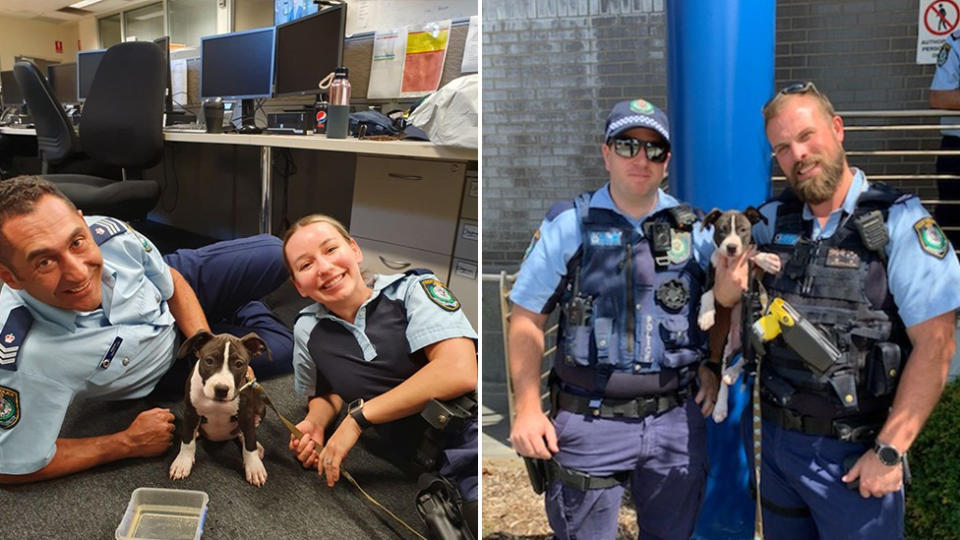 Two NSW Police officers laying with Athena on the floor on the left. Two more officers are seen on the right holding up the puppy.