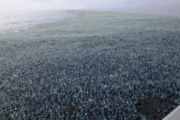 mysterious jellyfish-like sea creatures invading US beaches