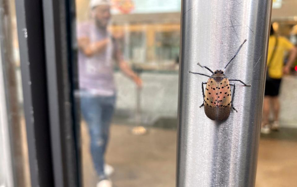 A spotted lanternfly is on a restaurant door handle in lower Manhattan in New York City on Tuesday, August 2, 2022. Agriculture experts say the invasive flying insect pests threaten the country's grape, orchard, nursery, and logging industries. (AP Photo/Ted Shaffrey)