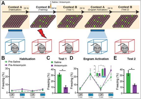 In the experiment, mice were trained to fear an electric shock, and some animals were given Anisomysin to block the fear memory. When these mice's memory cells were activated using light, they showed less fearful freezing behavior than the untr