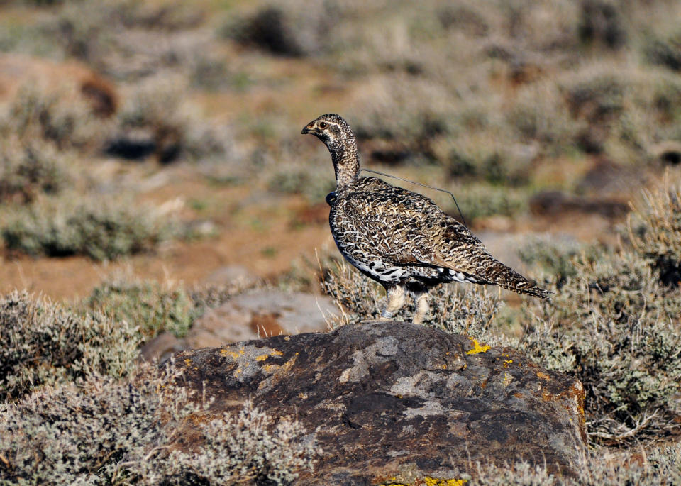 FILE - This March 10, 2010, file photo, provided by the U.S. Fish and Wildlife Service, shows a female bi-state sage grouse in Nevada. A federal judge has ruled that the Trump administration illegally withdrew an earlier proposal to list the bi-state sage grouse as a threatened species along the California-Nevada line in 2020. (U.S. Fish and Wildlife Service via AP, File)