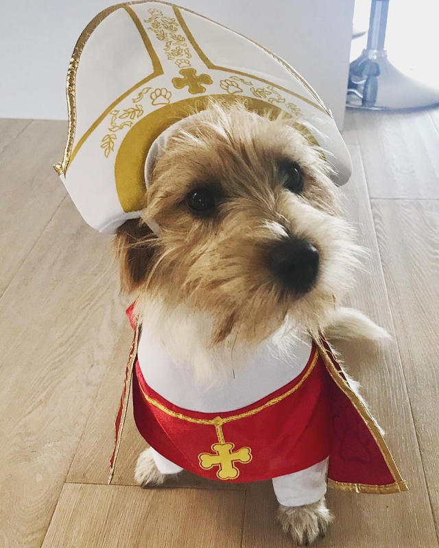 13 Best Celebrity Pet Halloween Costumes to Steal