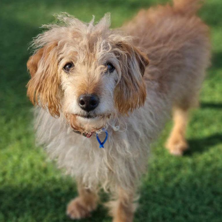 Spikey, a toy poodle and Cocker Spaniel cross