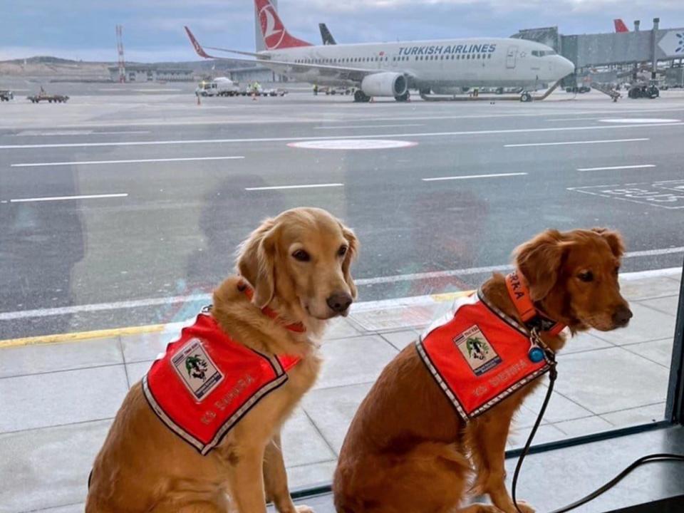 Golden retrievers sit by the window of an airport, with a Turkish Airlines plane in the background