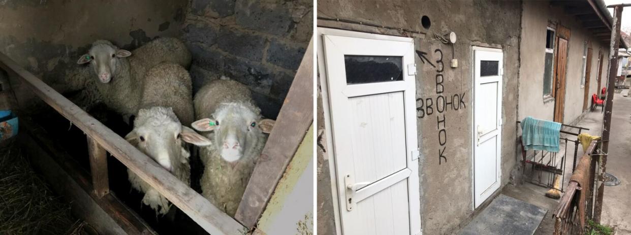 A diptych: three sheep in an indoor pen, left; and an exterior of a simple building with a sign "zvonok" in Russian - bell.