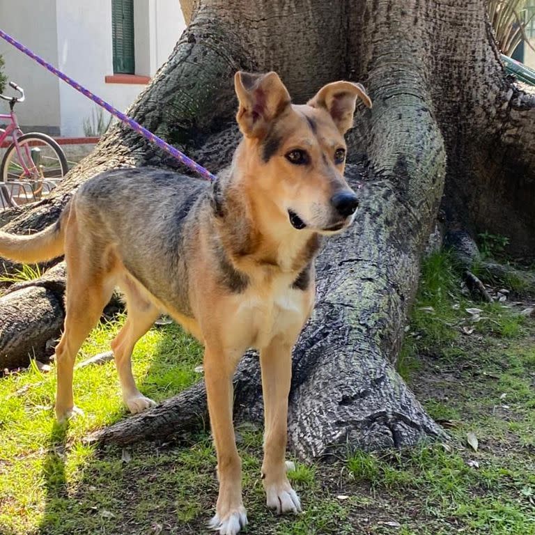 Uno de los mestizos que está en adopción en el Instituto Pasteur