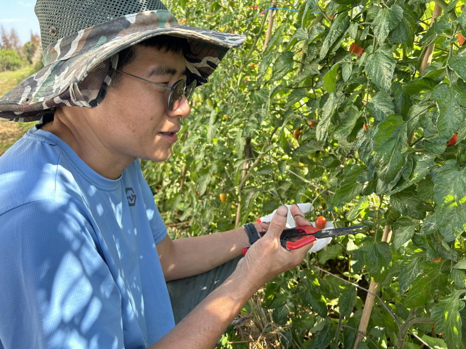 ▲施並賢的觀點，強調生態共容與共利的栽種條件讓番茄園完全有機栽種。（圖／記者周厚賢攝）