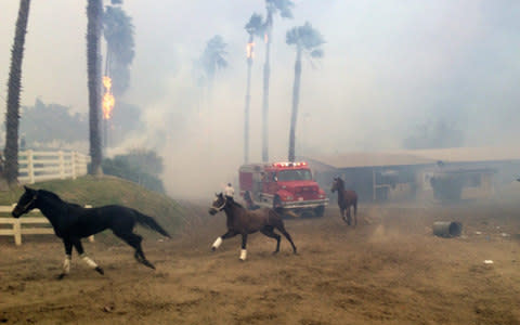 Wildfire Donald Trump California Horses - Credit: San Diego Tribune/AP