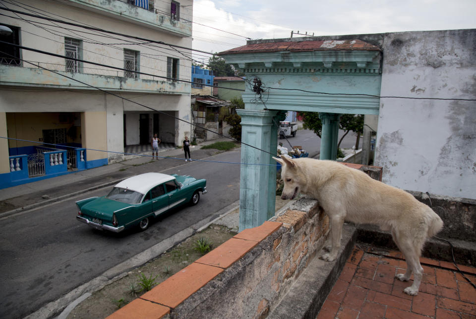 A pet dog watches a few cars go by from the roof of a building in the Cerro neighborhood, during a lockdown to curb the spread of COVID-19, in Havana, Cuba, Friday, June 19, 2020. Nearly three months of a near-total shutdown of commerce, transportation, and public spaces, combined with health monitoring and virus testing has led to the virtual elimination of COVID-19 in Cuba. (AP Photo/Ismael Francisco)