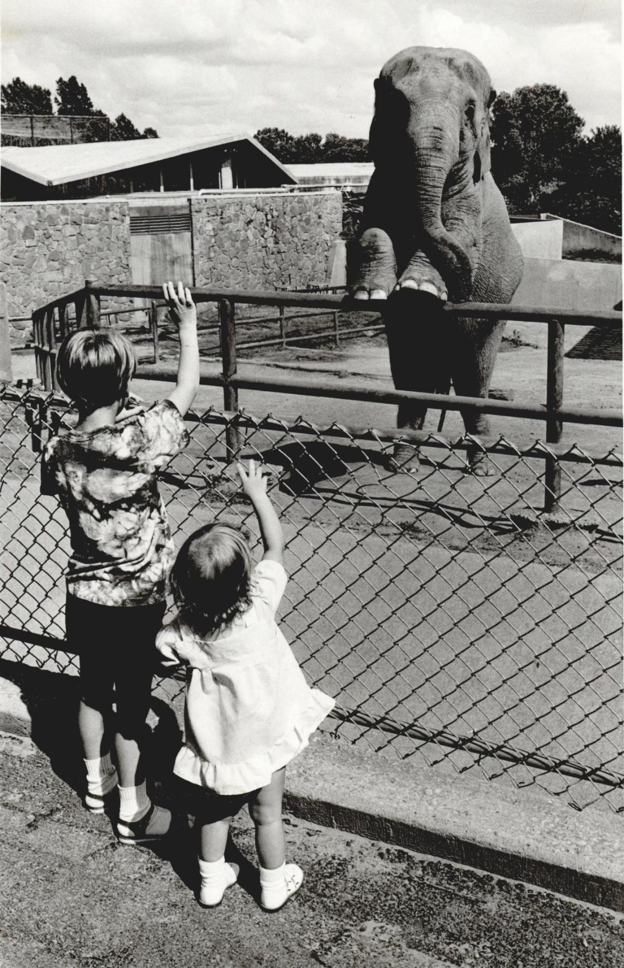 Forest and Alison Foster wave at Judy the elephant, shown in this 1989 photo, before going off to enjoy the party Forest won by coming the closet to guessing Judy's weight in a recent contest. Judy the elephant was a popular resident at the Oklahoma City Zoo from 1949, when schoolchildren statewide raised $3,250 to bring her to the zoo, until her death in 1997.