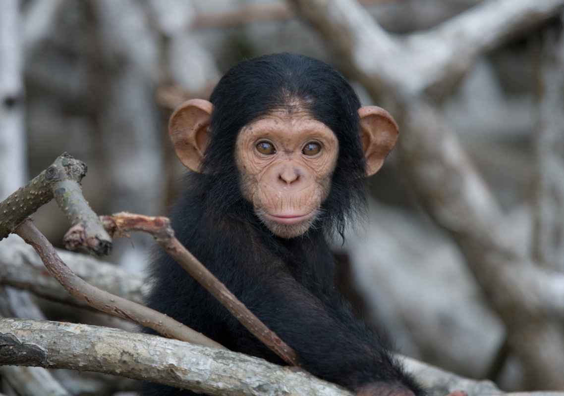 Baby Chimp’s Reaction to Seeing His Human Dad Is So Heartwarming