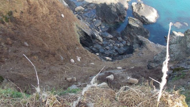 RSPCA and fire staff are in the middle of a rescue operation after 66 sheep were scared onto cliff faces in Pembrokeshire. The animal charity believes the operation will take days. (RSPCA).