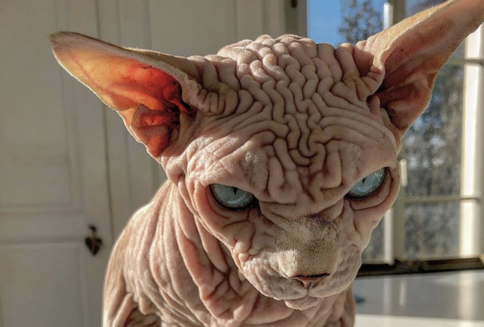 Sphynx-Kater Xherdan. (Bild: Instagram/xherdanthenakedcat)