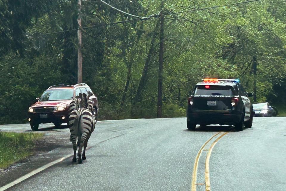 One zebra trotting up the highway after it escaped on Sunday (Washington State Patrol via AP)