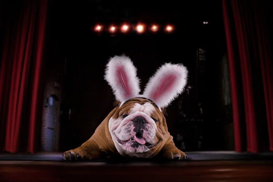 Cadbury's Clucking Bunny Commercial Starring Henri the Bulldog is Here