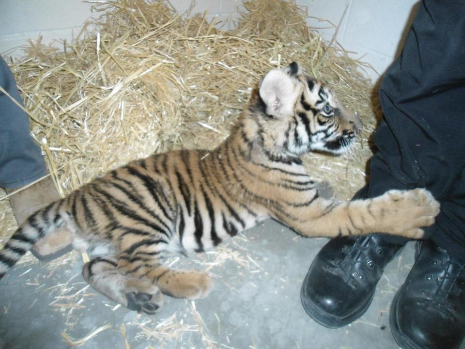 A Bengal tiger found on Tuesday, Jan. 10, 2023 in New Mexico.