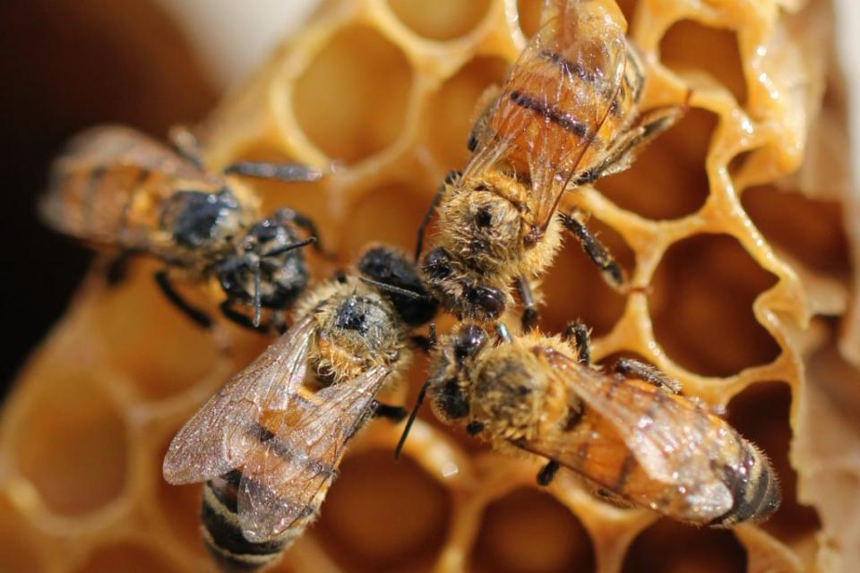 Se encontraron microplásticos en miel. Foto: Shelby Cohron | Unsplash