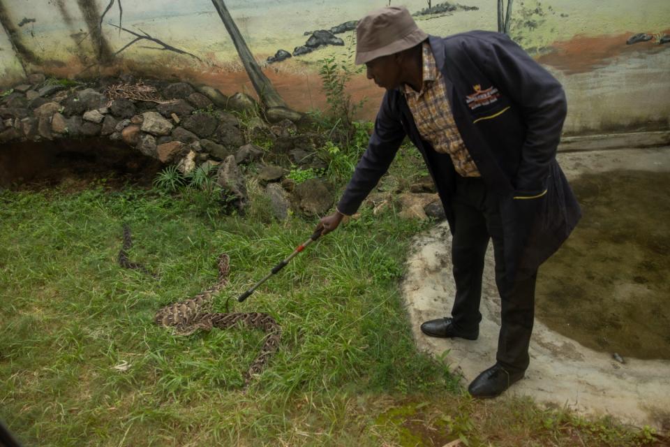 <span>Animal health assistant Daniel Kinaa Mutui looks after adder snakes at the Nairobi National Museum</span><div><span>Simon MAINA</span><span>AFP</span></div>