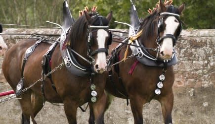 Clydesdale Horses in full tack