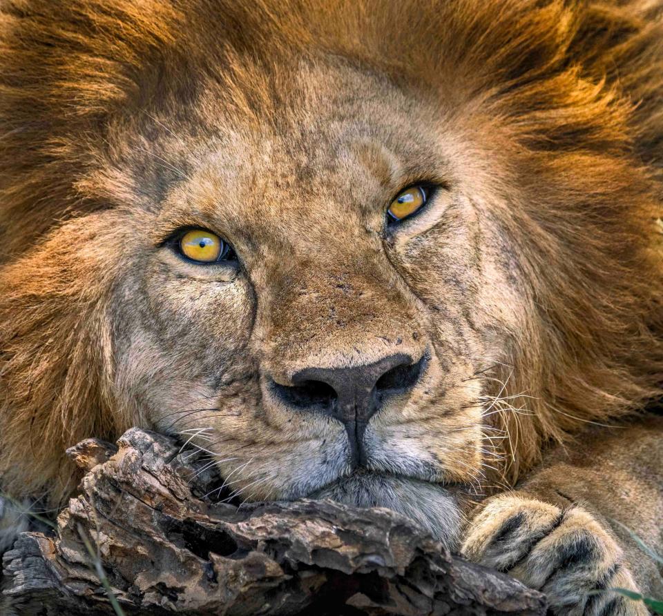 "African Lion," by Russ Burden. Winner of the African Wildlife Portraits category, this photo was taken in the Ngorongoro Conservation Area in Tanzania.