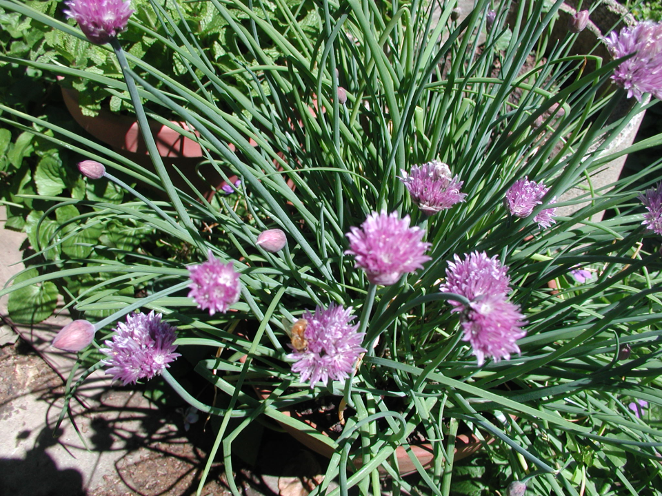 Chives are another herb that is easy to grow and handy for kitchen use.