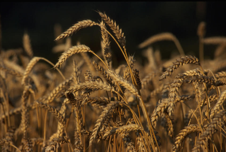 小麥、稻米、玉米是世界三大主要穀物，然而氣候變遷引發的極端天氣事件，嚴重損害全球糧食供應和儲備，使2022年初小麥儲量極低，無法抵禦國際衝突帶來的衝擊。