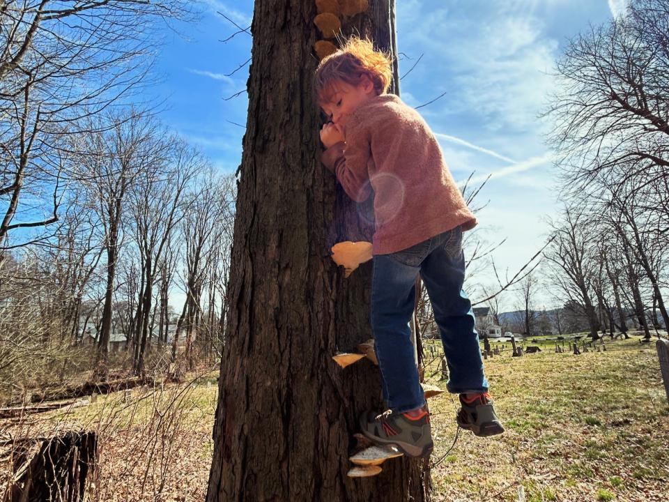 Melissa Petro's son climbing a tree.