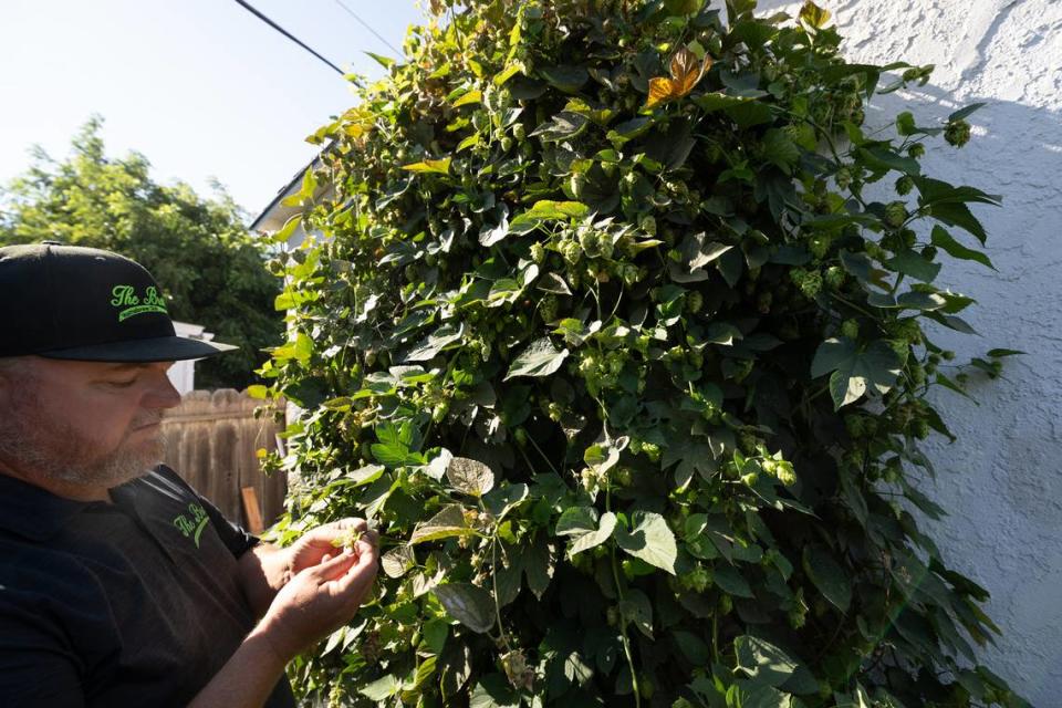 Henry VanderWeide III looks at cascade hops in his backyard in Ripon, Calif., Friday, August 18, 2023. He plans to brew a batch of wet hop beer and some with dry hops. Andy Alfaro/aalfaro@modbee.com