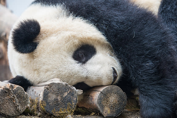 A napping panda at the Wolong National Nature Reserve in southwestern China.