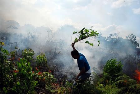 A resident tries to put out a bush fire with a tree branch in Pekanbaru, Riau, Sumatra island, Indonesia August 23, 2016. Antara Foto/Rony Muharrman/ via REUTERSATTENTION EDITORS - THIS IMAGE WAS PROVIDED BY A THIRD PARTY. FOR EDITORIAL USE ONLY. MANDATORY CREDIT. INDONESIA OUT.