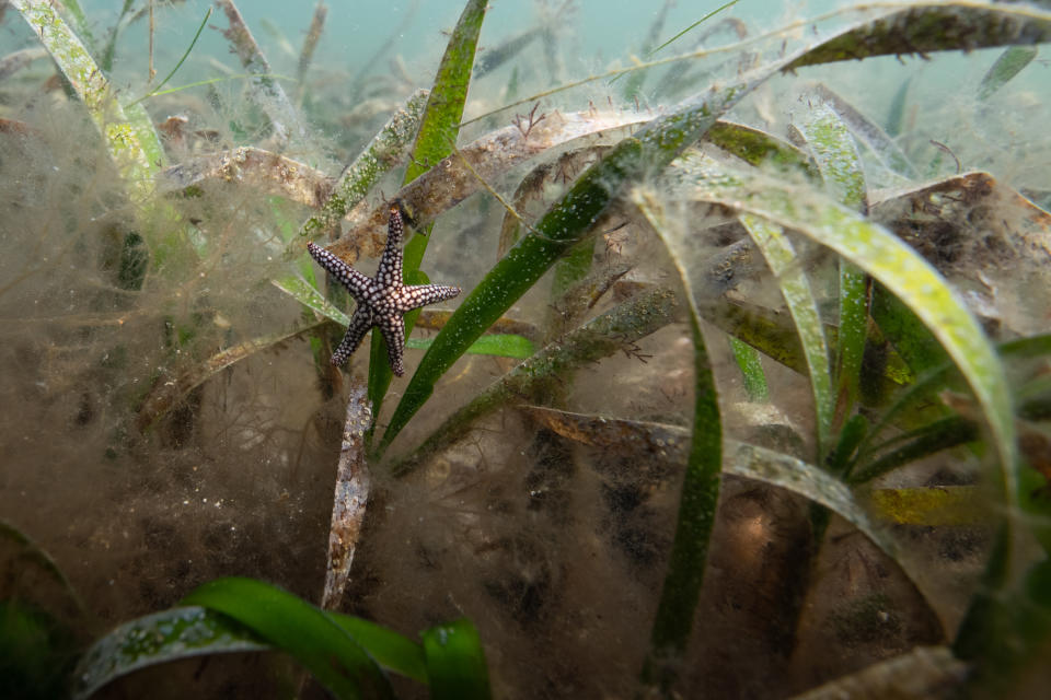 A small-spine sea star hangs onto a blade of turtle grass in Holmes Beach, Florida. (Photo: Jennifer Adler for HuffPost)