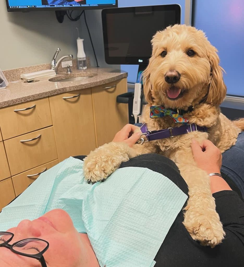Ollie is a hard worker and wants to spend more time seeing patients. Instagram / @ollie_doodle_golden