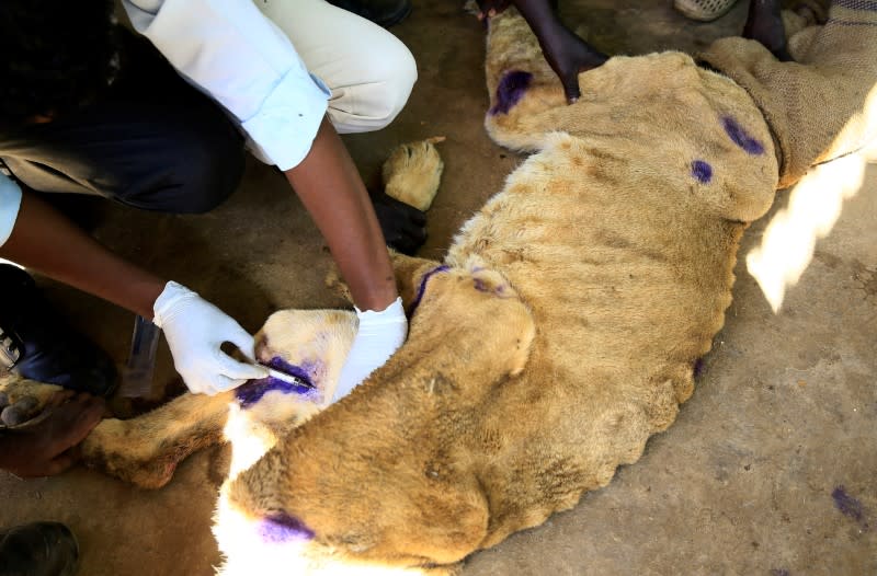 A wildlife veterinarian takes samples from a malnourished lion inside its cage at the Al-Qureshi Park in Khartoum