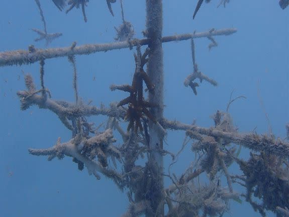 A coral tree post-Irma.