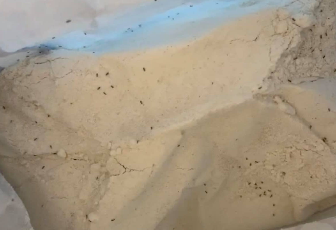 A mum was horrified to open a packet of flour to find bugs inside. (SWNS)